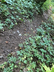 Veratrum parviflorum