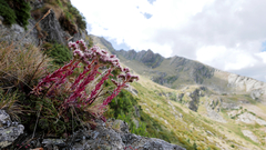 Sempervivum vicentei