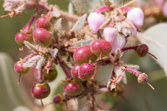 Arctostaphylos otayensis