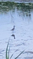 Himantopus mexicanus