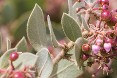 Arctostaphylos otayensis