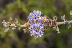 Ceanothus otayensis