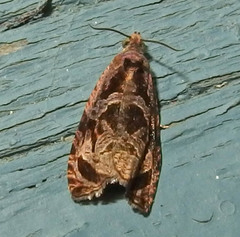 Olethreutes nigranum