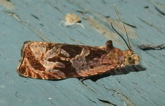 Olethreutes nigranum