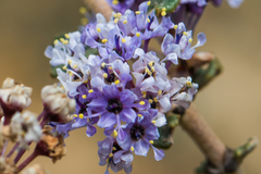Ceanothus otayensis