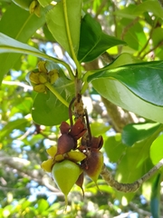 Ternstroemia tepezapote