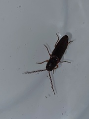 Dicrepidius corvinus