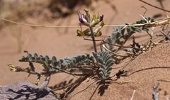 Astragalus tidestromii