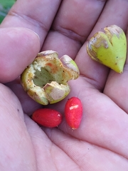 Ternstroemia tepezapote