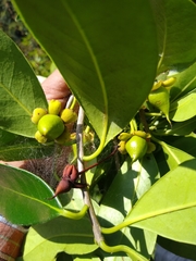 Ternstroemia tepezapote