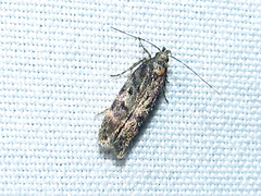 Chionodes formosella