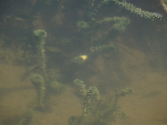Hydrilla verticillata
