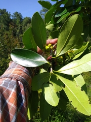 Ternstroemia tepezapote