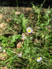 Erigeron annuus