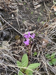 Primula fassettii
