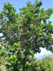 Ternstroemia tepezapote