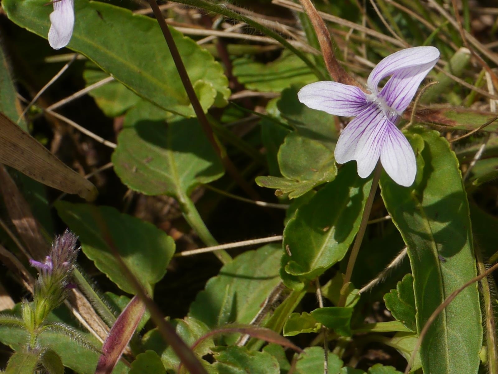 Viola betonicifolia Sm.