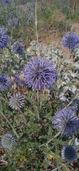 Echinops ritro