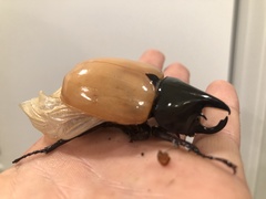 Dynastes tityus
