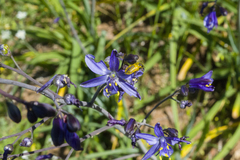 Pasithea caerulea