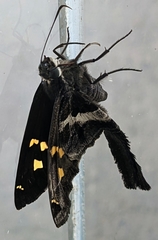 Chioides