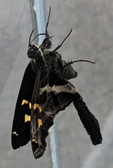 Chioides