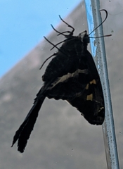 Chioides