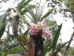 Maxillaria canarensis