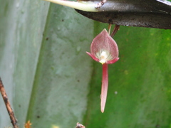 Pleurothallis ruberrima
