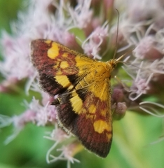 Pyrausta falcatalis