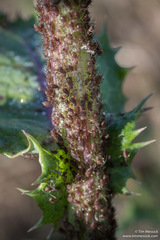 Uroleucon sonchi