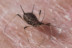 Uroleucon sonchi