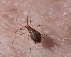 Uroleucon sonchi