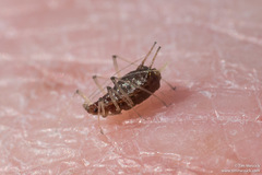 Uroleucon sonchi