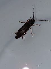 Dicrepidius corvinus