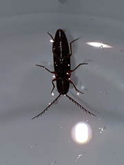 Dicrepidius corvinus