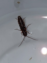 Dicrepidius corvinus