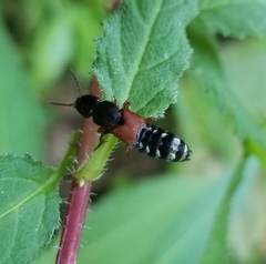 Platydracus stercorarius