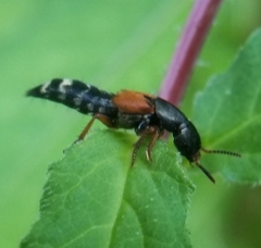 Platydracus stercorarius