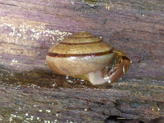 Helminthoglypta exarata