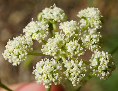 Seseli hippomarathrum