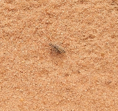 Lophyra senegalensis