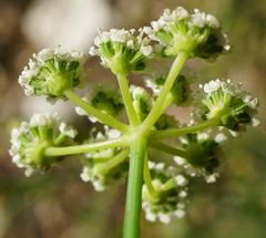 Seseli hippomarathrum
