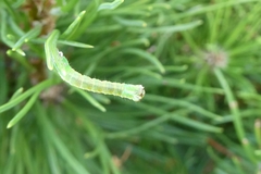 Geometra papilionaria