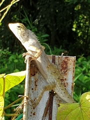 Calotes versicolor