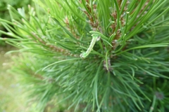 Geometra papilionaria