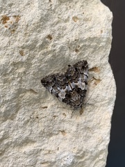 Allotria