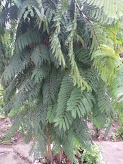 Jacarandeae