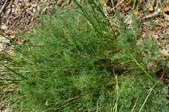 Seseli hippomarathrum