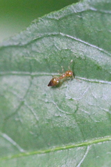 Crematogaster biroi